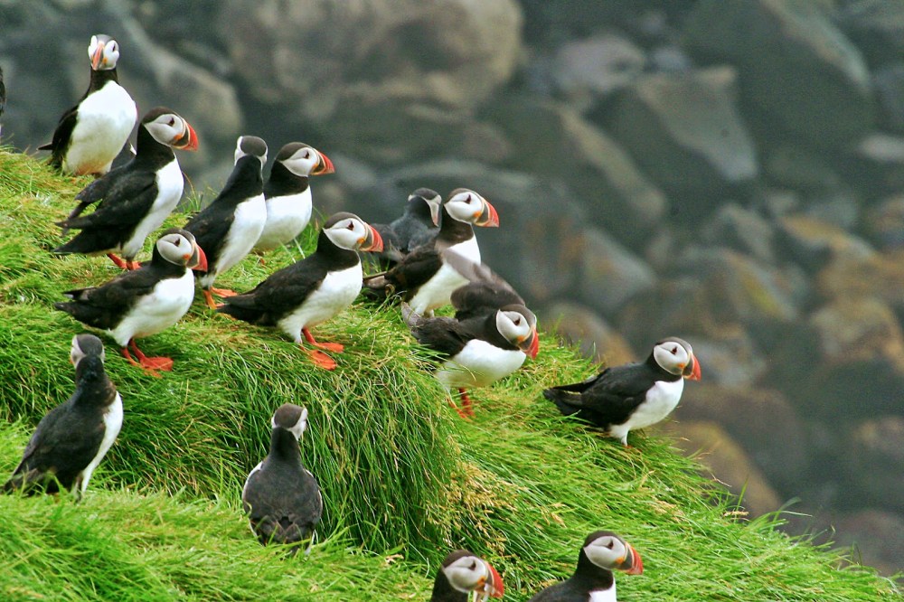 puffins col.jpg